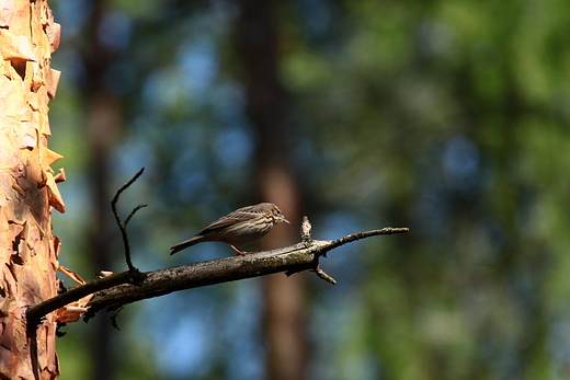 wiergotek drzewny Anthus trivialis