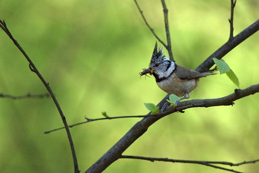 Czubatka Parus cristatus