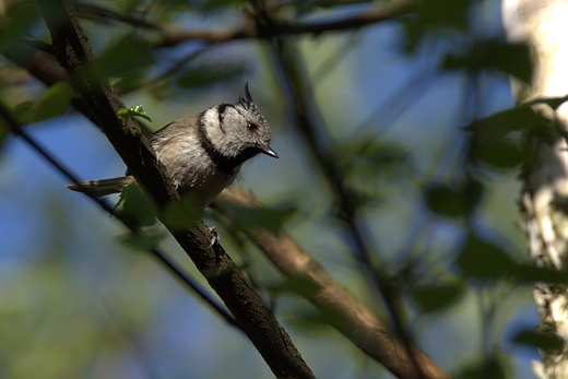 Czubatka Parus cristatus