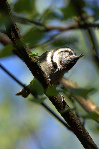 Czubatka Parus cristatus