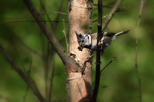 Czubatka Parus cristatus