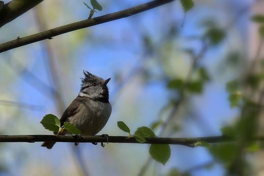 Czubatka Parus cristatus