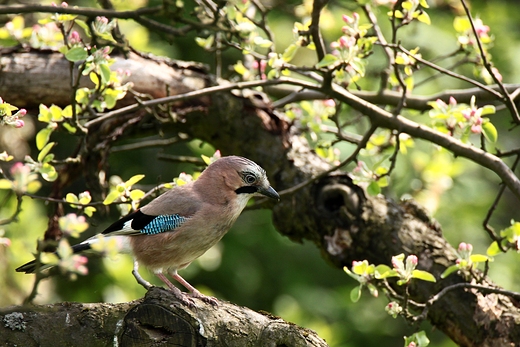 Sjka Garrulus glandarius