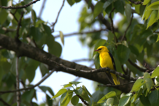 Wilga Oriolus oriolus