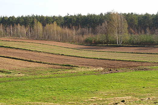 Pola na Podaziu