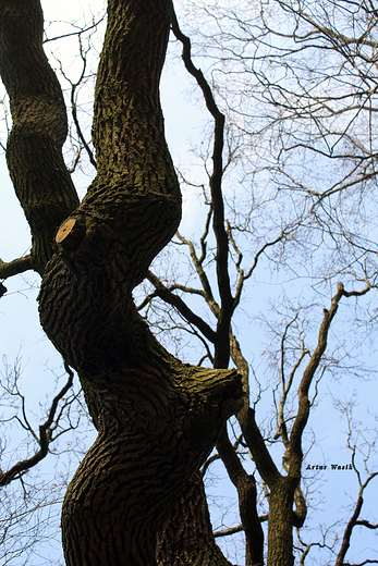 park w Werbkowicach