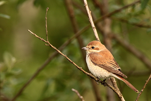 Gsiorek Lanius collurio