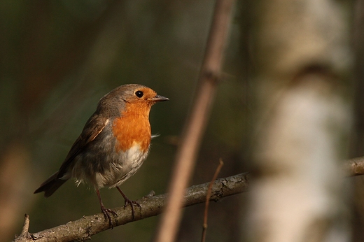 Rudzik Erithacus rubecula