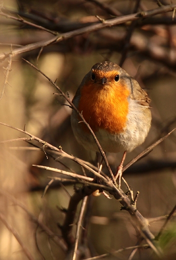 Rudzik Erithacus rubecula