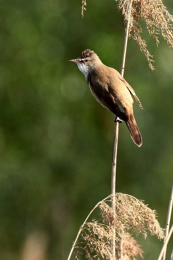 Trzciniak Acrocephalus arundinaceus