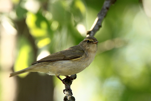 Pierwiosnek Phylloscopus collybita