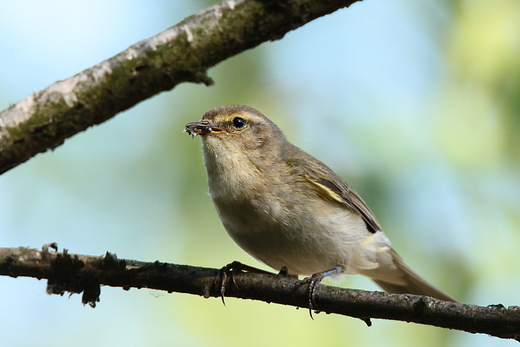 Pierwiosnek Phylloscopus collybita