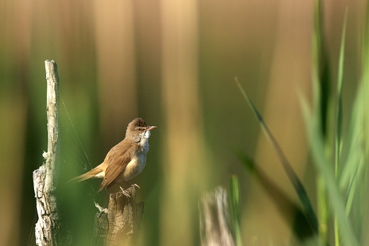 Trzciniak Acrocephalus arundinaceus