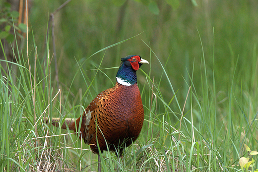 Baant zwyczajny Phasianus colchicus