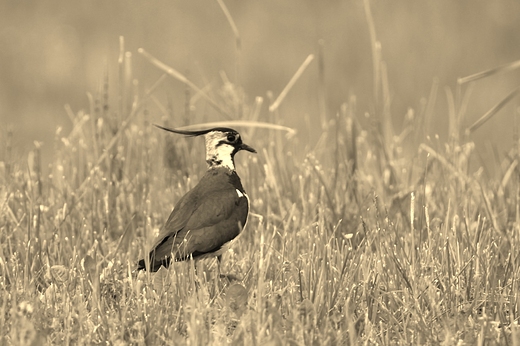 Czajka Vanellus vanellus