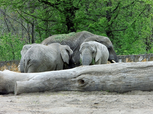 Z wizyt w stoecznym ZOO