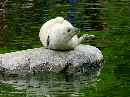 Z wizyt w stoecznym ZOO