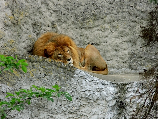 Z wizyt w stoecznym ZOO