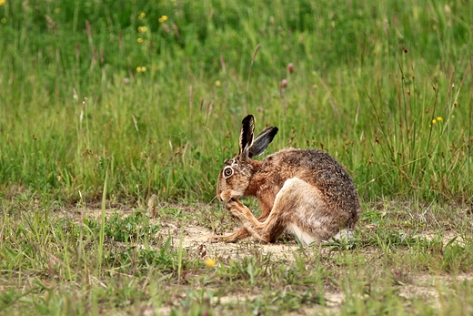 Zajc szarak Lepus europaeus