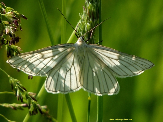 Dyblik liniaczek