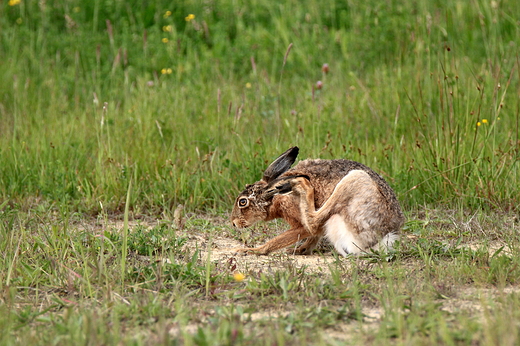 Zajc szarak Lepus europaeus