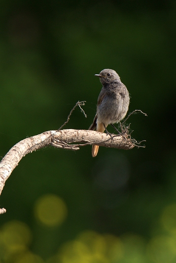 Kopciuszek Phoenicurus ochruros