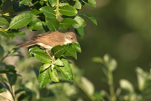 ozwka Acrocephalus palustris