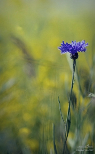 Kaszubskie krajobrazy. Chaber Centaurea.