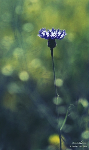 Kaszubskie krajobrazy. Chaber Centaurea.