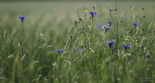 Kaszubskie krajobrazy. Chaber Centaurea.