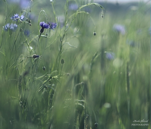 Kaszubskie krajobrazy. Chaber Centaurea.