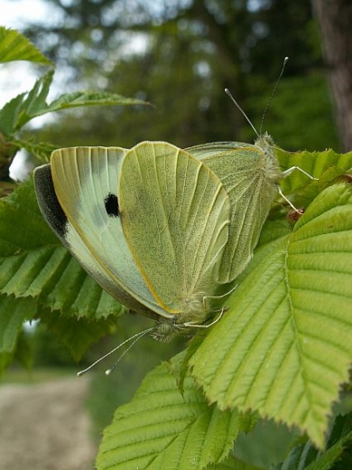 Motyle w akcji