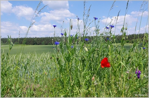 Łąka latem