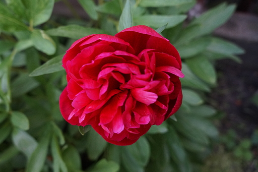 peonia