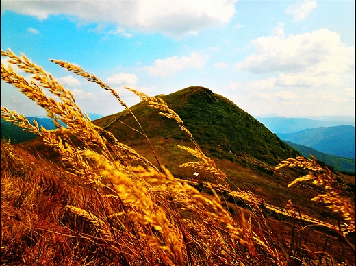 Tarnica