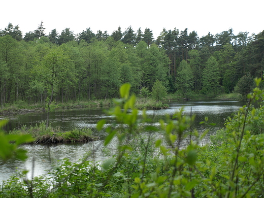 Puszcza Kozienicka