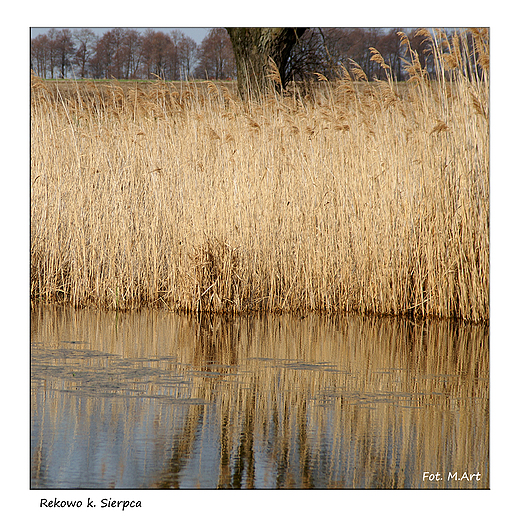 Rekowo - bagno