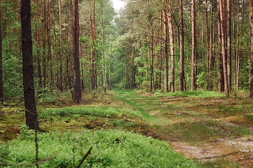 Puszcza Kozienicka