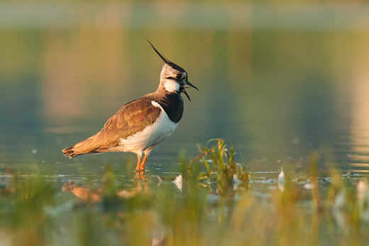 Czajka Vanellus vanellus