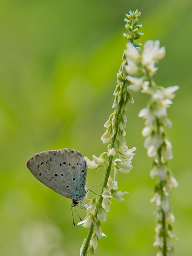 Modraszek wieszczek Celastrina argiolus