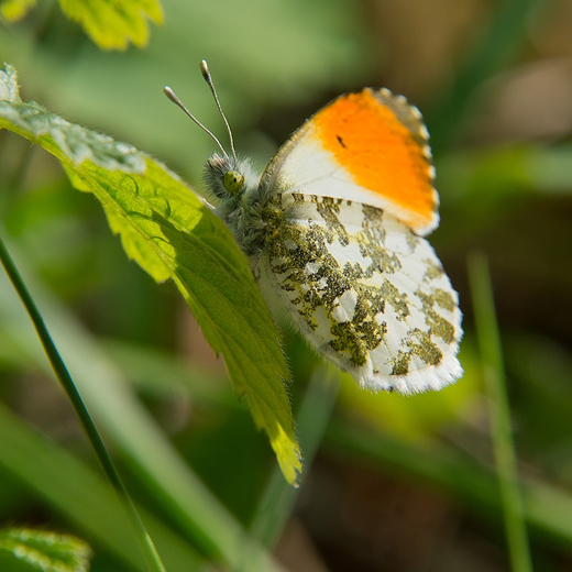 Zorzynek rzeuchowiec Anthocharis cardamines