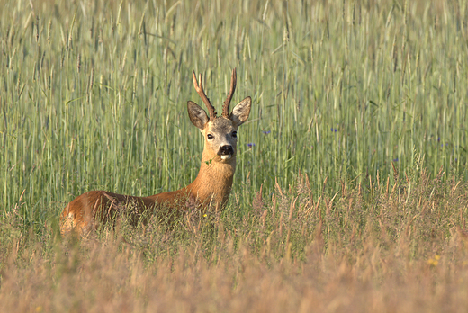 Sarna Capreolus