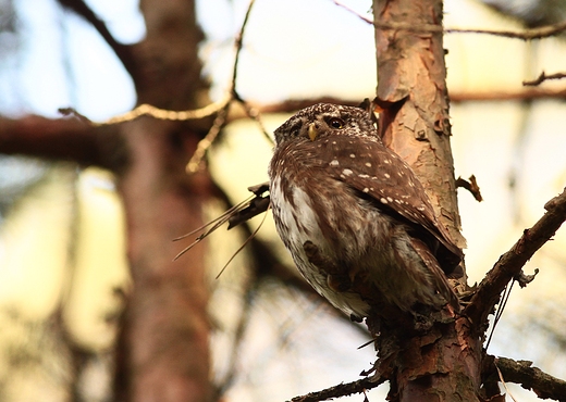 Sweczka Glaucidium passerinum