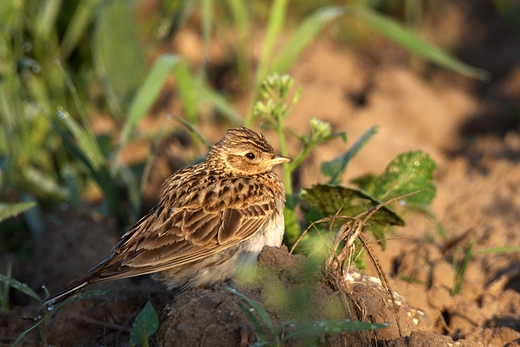 Skowronek Alauda arvensis