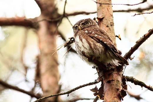 Sweczka Glaucidium passerinum