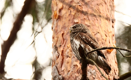 Sweczka Glaucidium passerinum