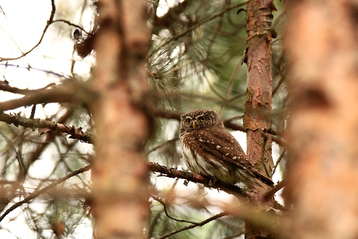 Sweczka Glaucidium passerinum