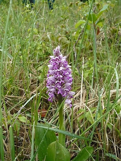 Orchis purpurea