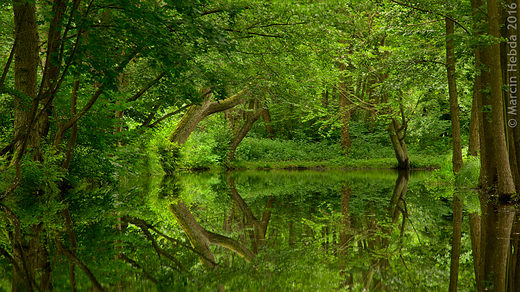 Park miejski - czerwiec 2016