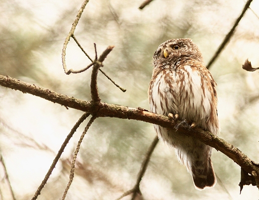 Sweczka Glaucidium passerinum